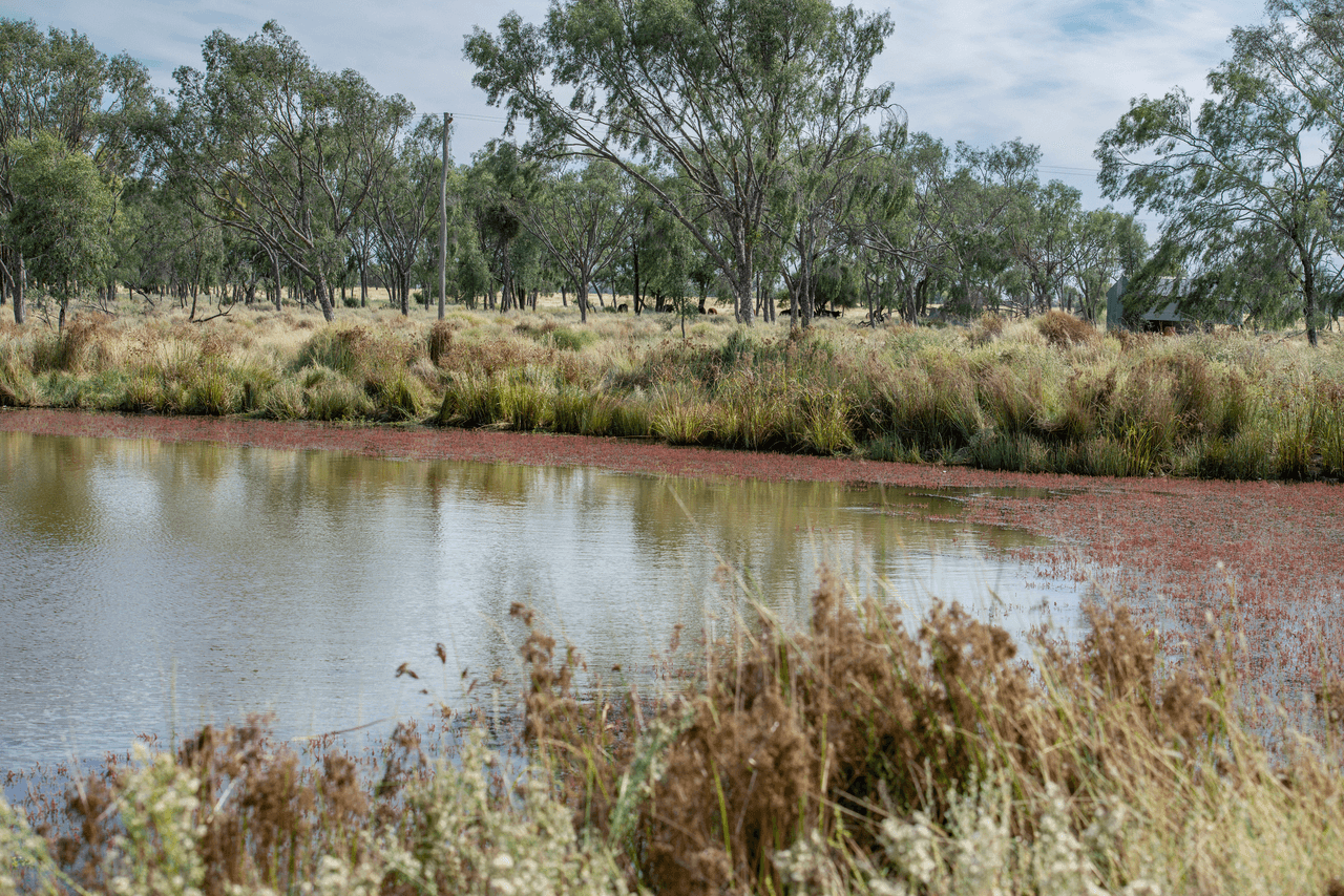 390 THARA Road, COONAMBLE, NSW 2829