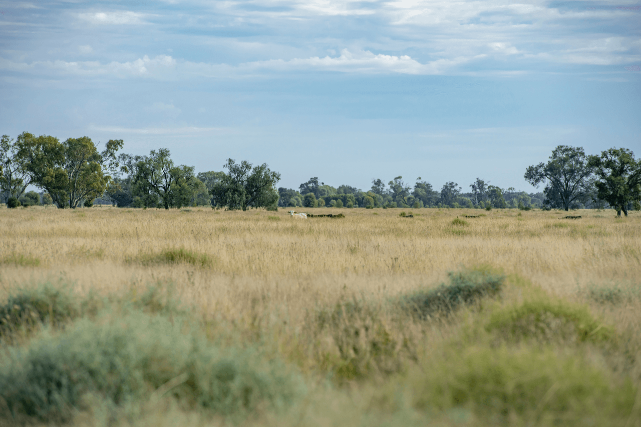 390 THARA Road, COONAMBLE, NSW 2829