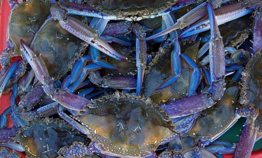 104 Coastal Drive, Port Germein, SA 5495