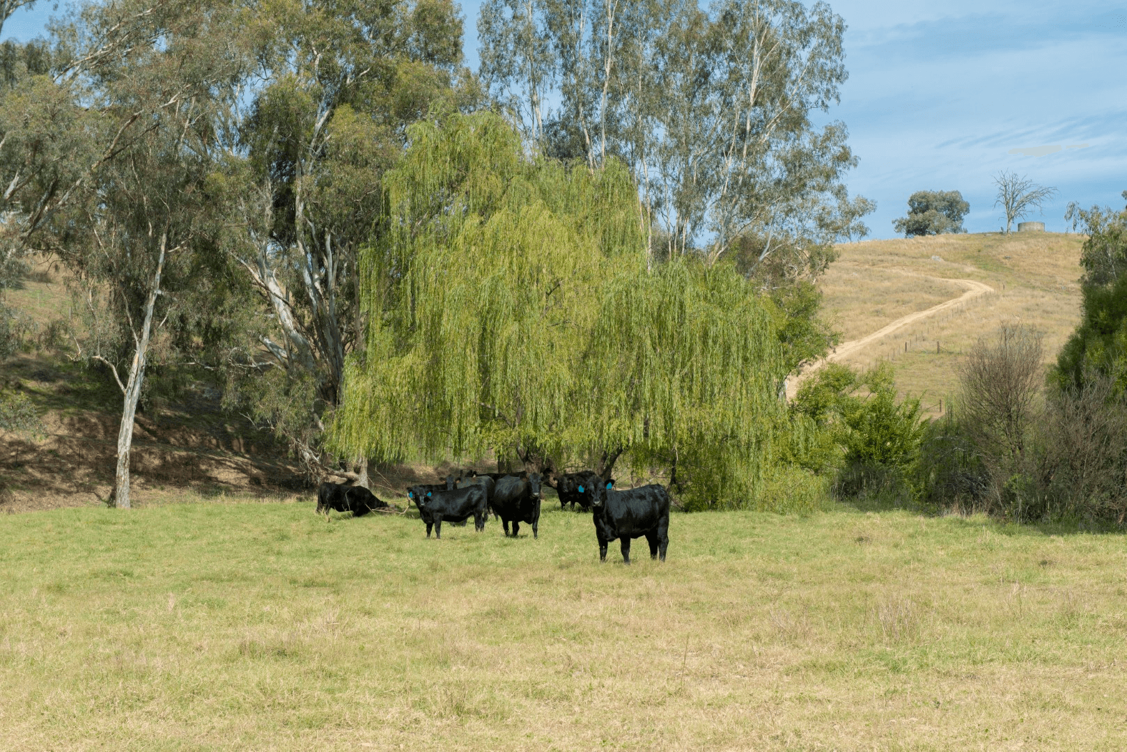 188 Cockatoo Road, Tumut, NSW 2720