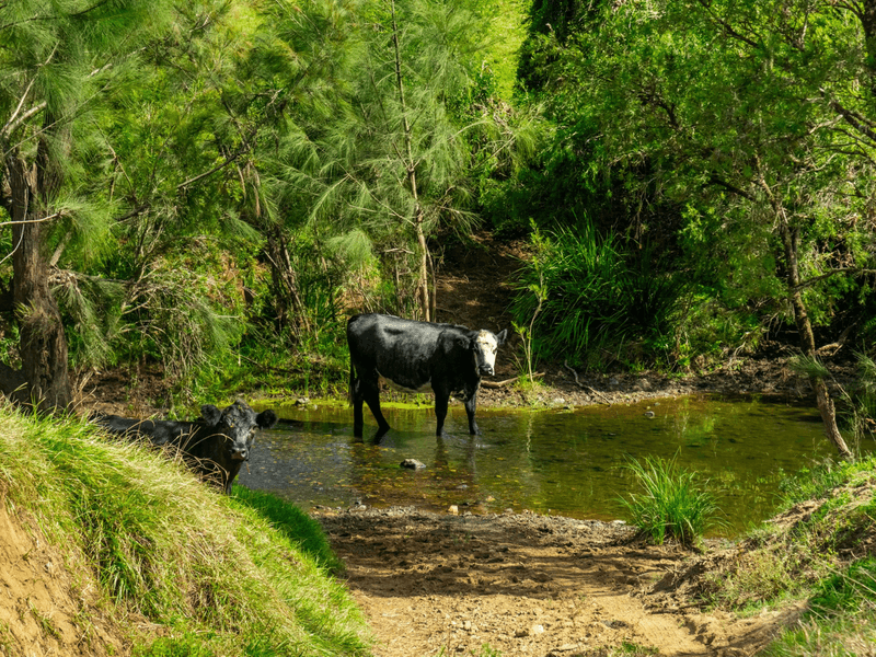 1224 Cawongla Road, LARNOOK, NSW 2480