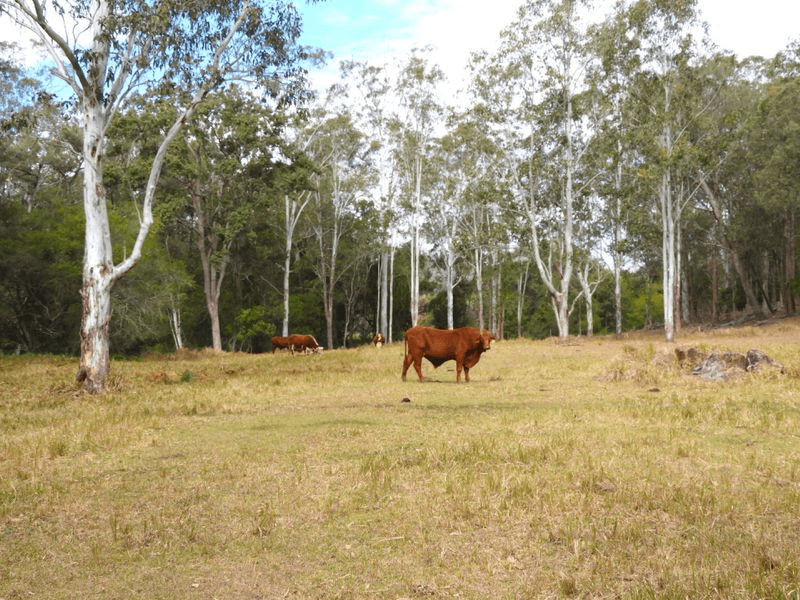 46 Murphys Road, OLD BONALBO, NSW 2469