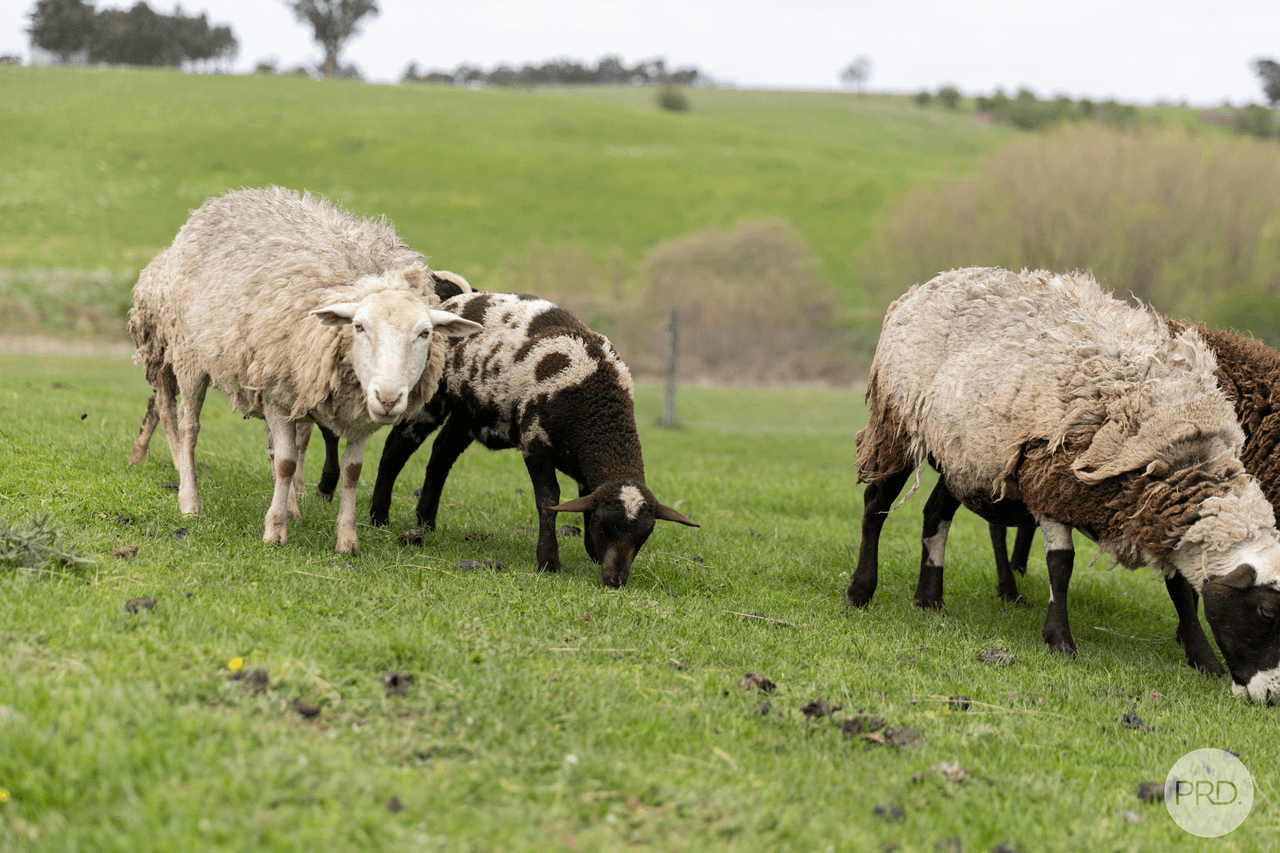 163 Judds Road, SCARSDALE, VIC 3351