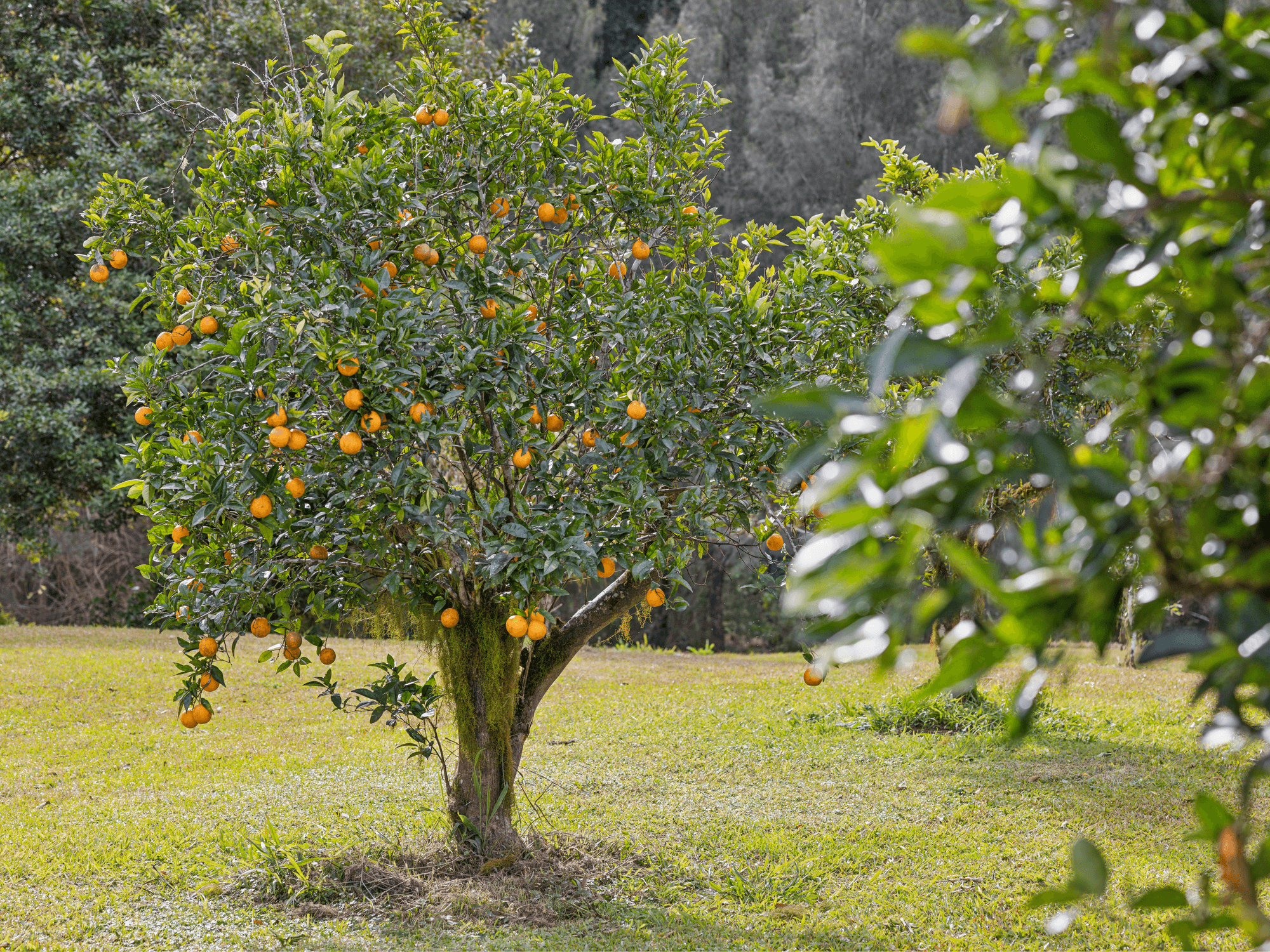 1476 Darkwood Road, Bellingen, NSW 2454