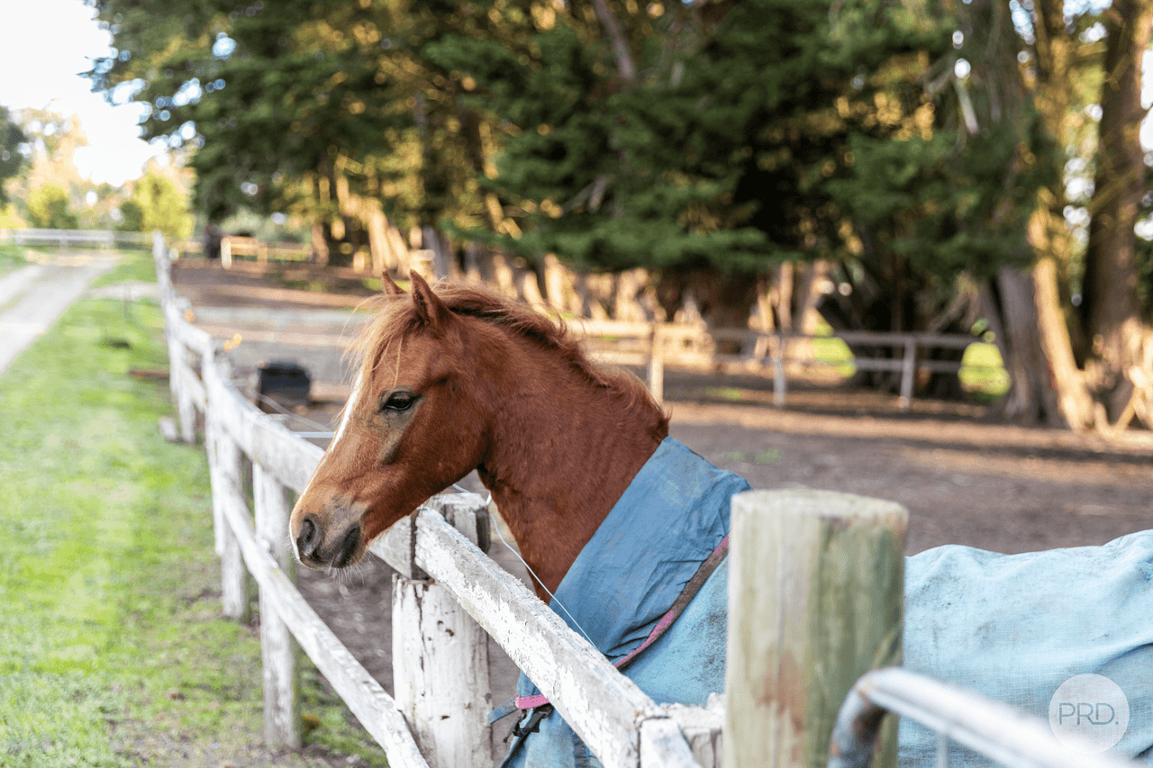 969 Glenelg Highway, SMYTHES CREEK, VIC 3351