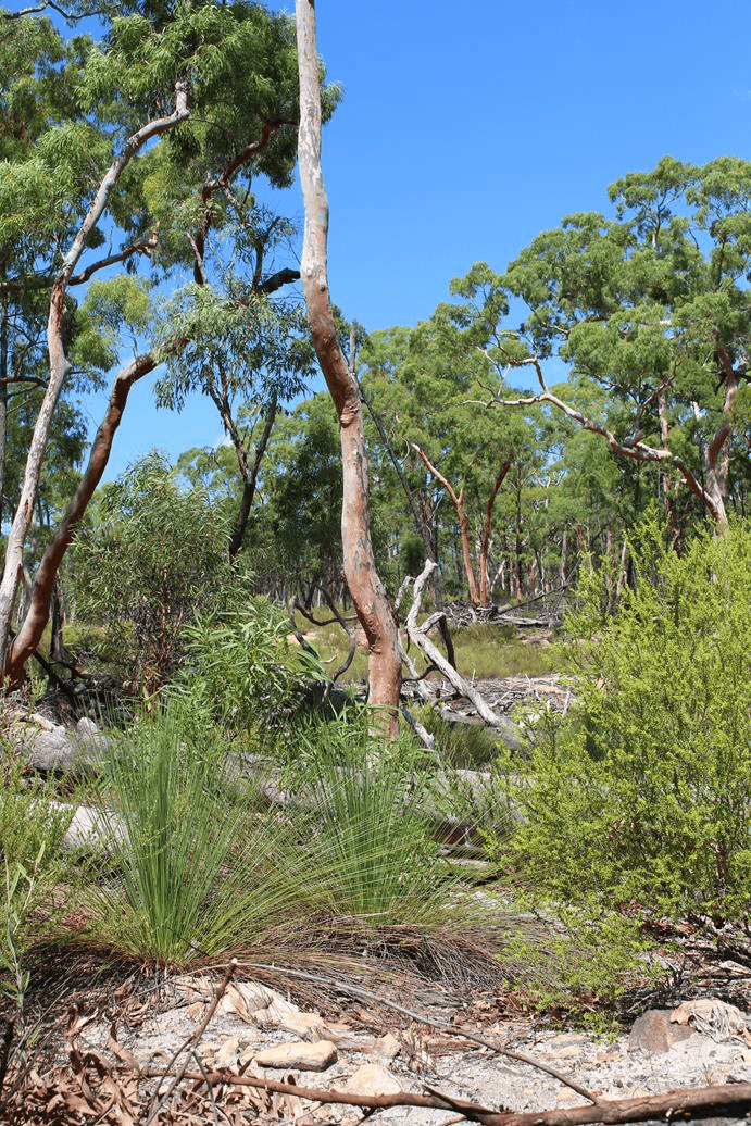 Lot 6 12560 Gwydir Highway, WARIALDA, NSW 2402