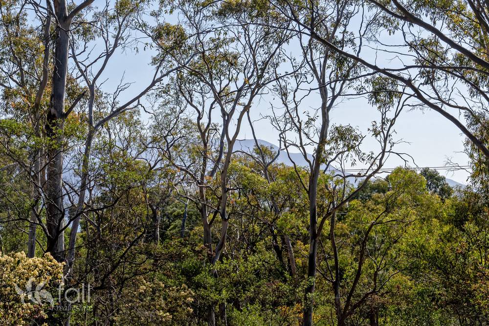 715 Dorans Road, SANDFORD, TAS 7020