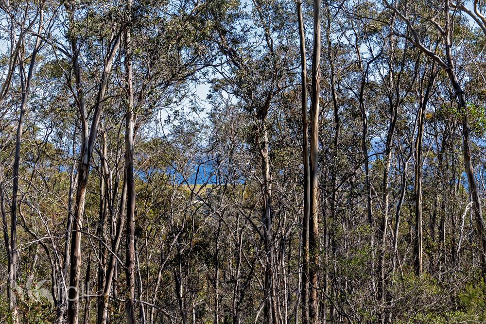 715 Dorans Road, SANDFORD, TAS 7020