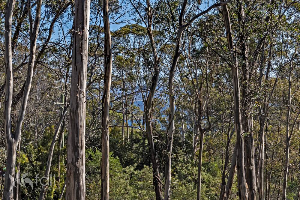 715 Dorans Road, SANDFORD, TAS 7020