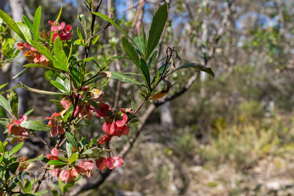 715 Dorans Road, SANDFORD, TAS 7020