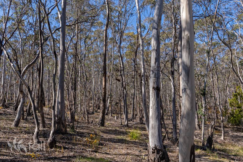 715 Dorans Road, SANDFORD, TAS 7020
