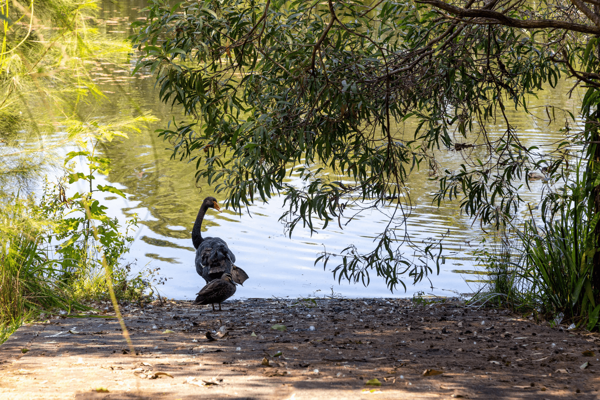 29 Tall Trees Way, LITTLE MOUNTAIN, QLD 4551