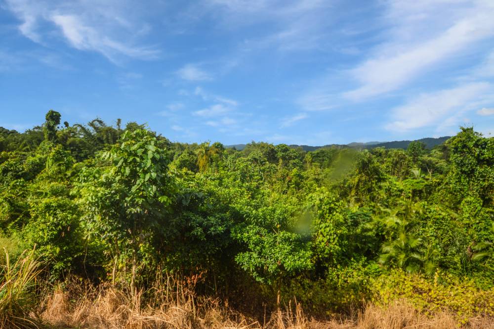 210 Seres Road, MENA CREEK, QLD 4871