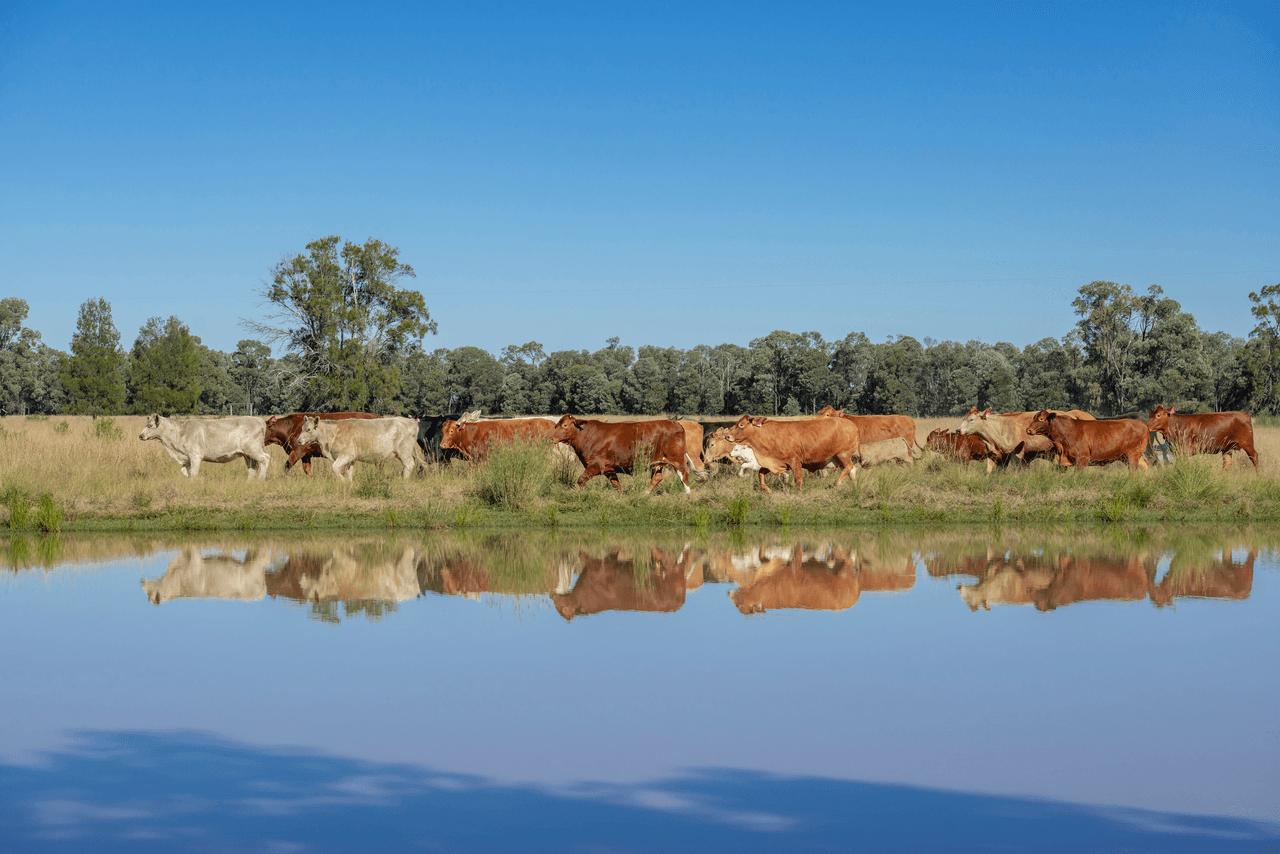 'Pine Hill', CHINCHILLA, QLD 4413