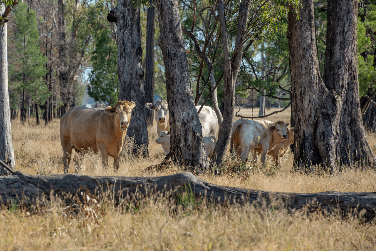 'Pine Hill', CHINCHILLA, QLD 4413