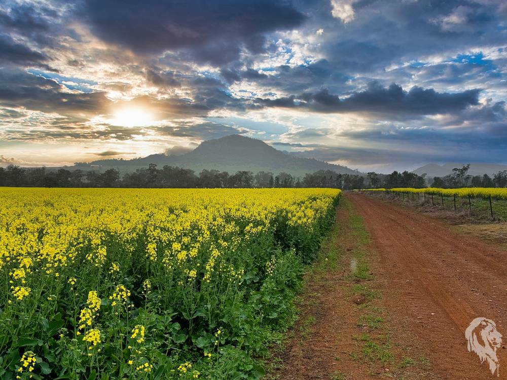 377 Coocooboonah Lane, GUNNEDAH, NSW 2380