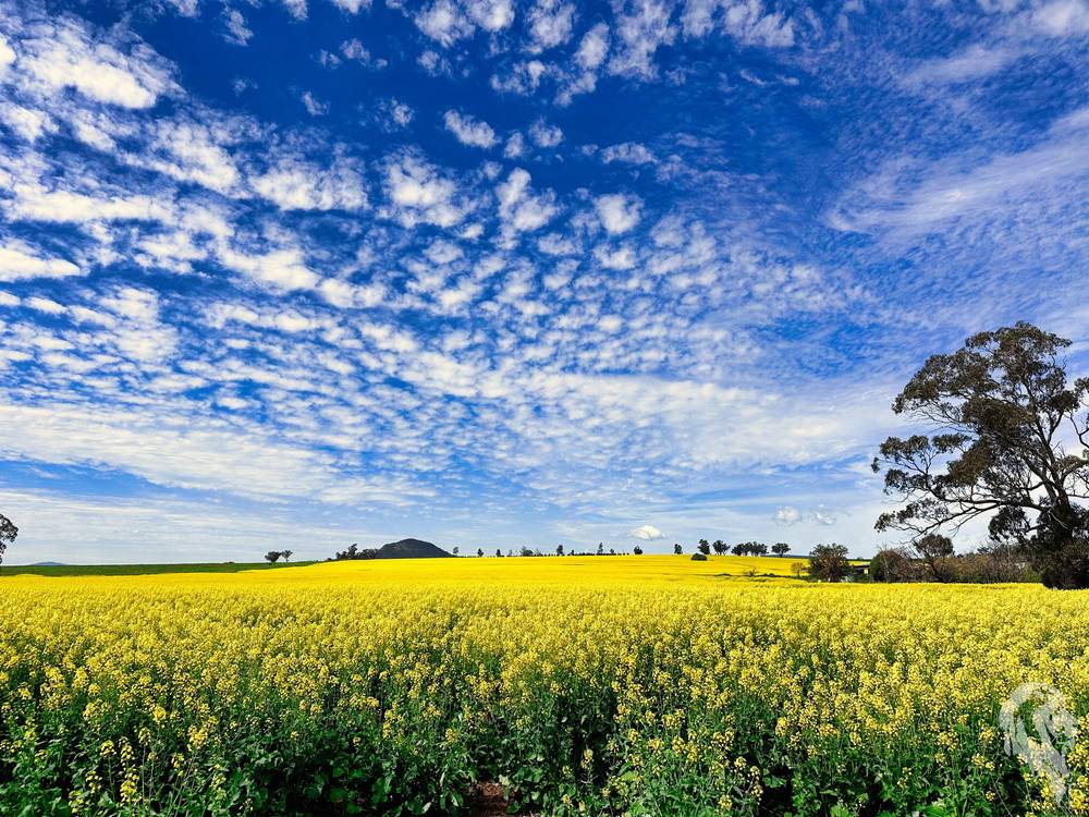 377 Coocooboonah Lane, GUNNEDAH, NSW 2380