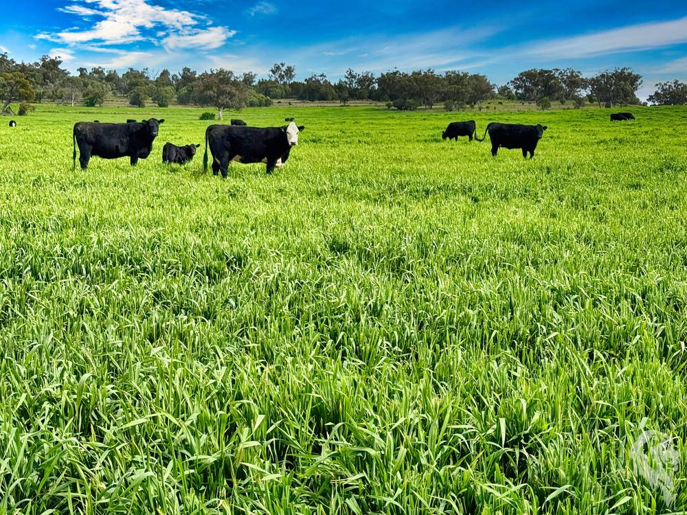 377 Coocooboonah Lane, GUNNEDAH, NSW 2380