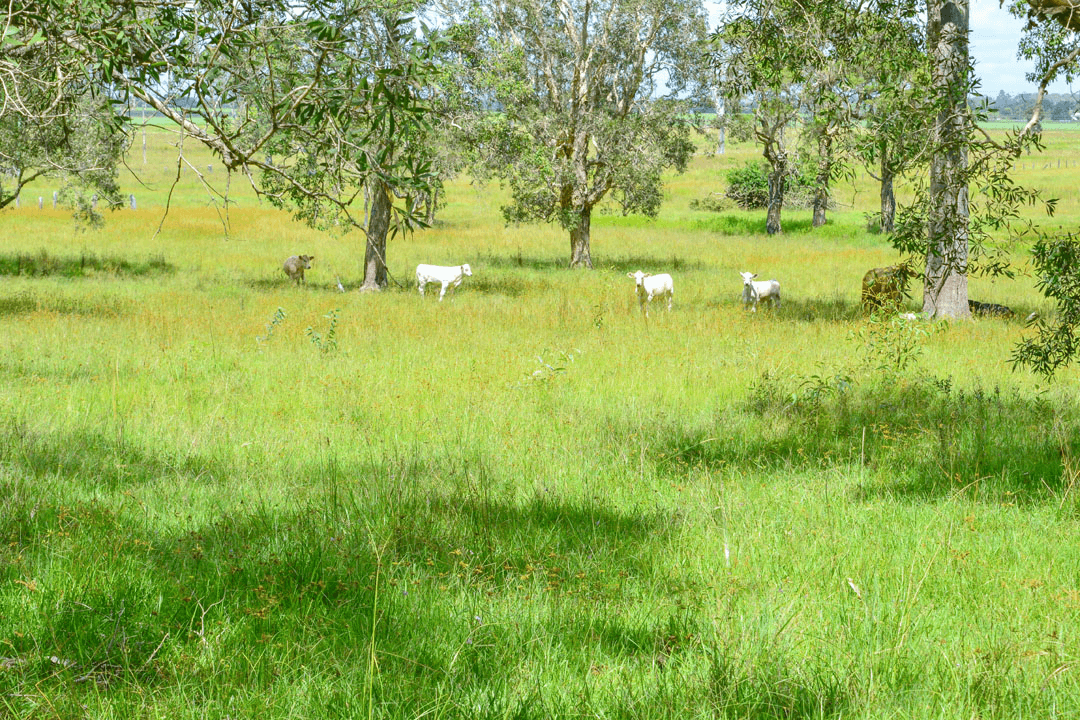 206  Russell Road, WOODFORD ISLAND, NSW 2463