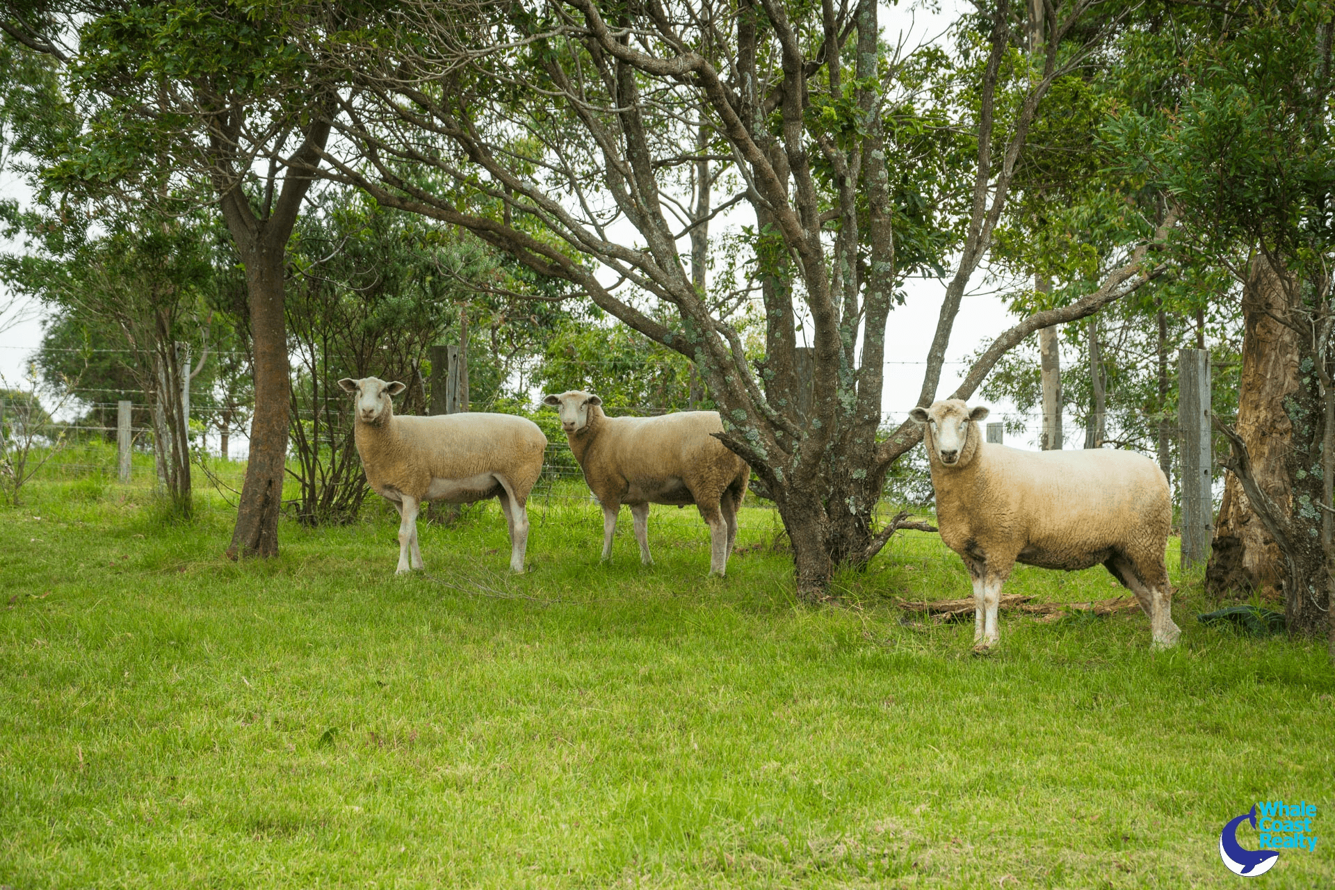 126 Haxstead Road, CENTRAL TILBA, NSW 2546