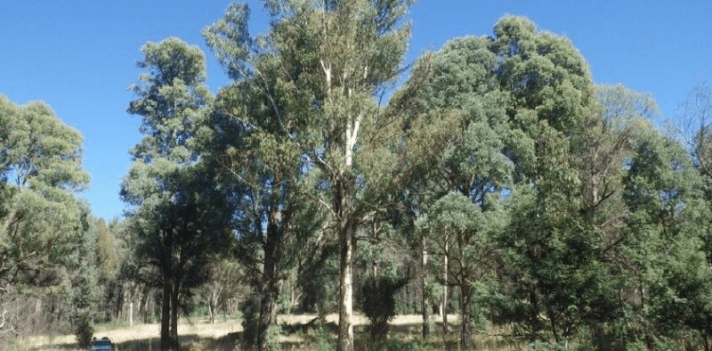 Lot 5 Elliott Way, Tumbarumba, NSW 2653