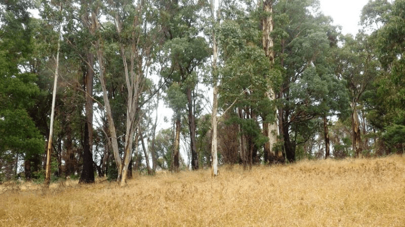 Lot 5 Elliott Way, Tumbarumba, NSW 2653