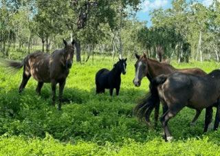 288F Old Coach Road, MAJORS CREEK, QLD 4816