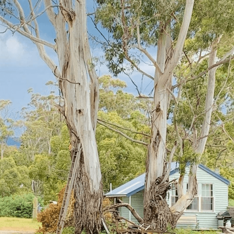 558 Upper Scamander Road, Upper Scamander, TAS 7215