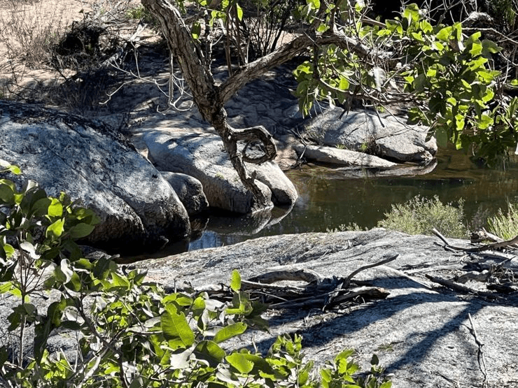 204 Wylie Creek Road, WYLIE CREEK, NSW 2372
