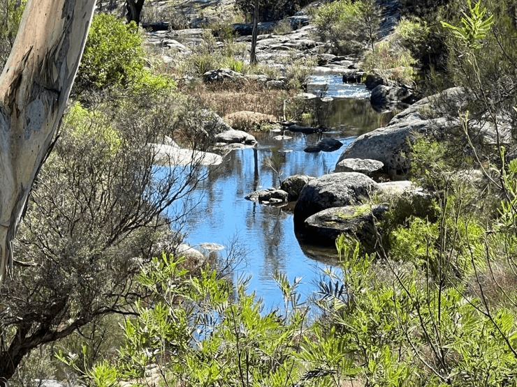 204 Wylie Creek Road, WYLIE CREEK, NSW 2372