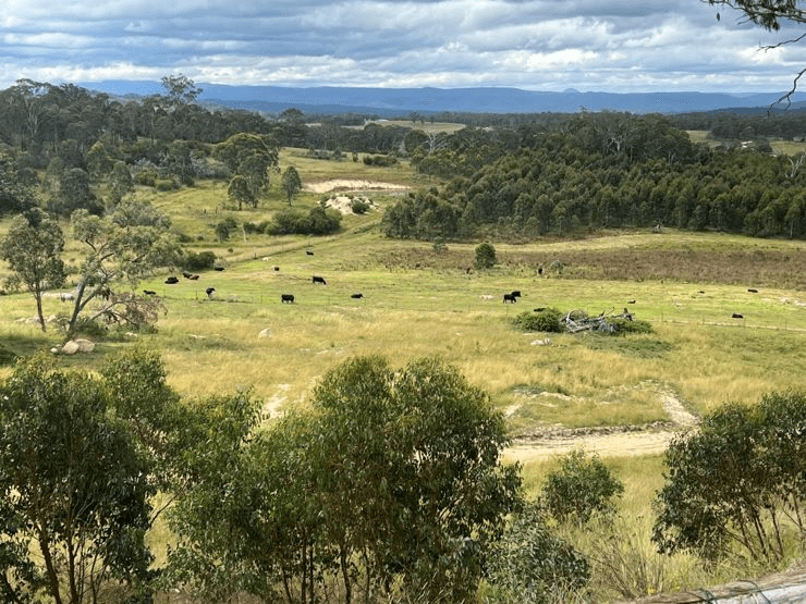 204 Wylie Creek Road, WYLIE CREEK, NSW 2372