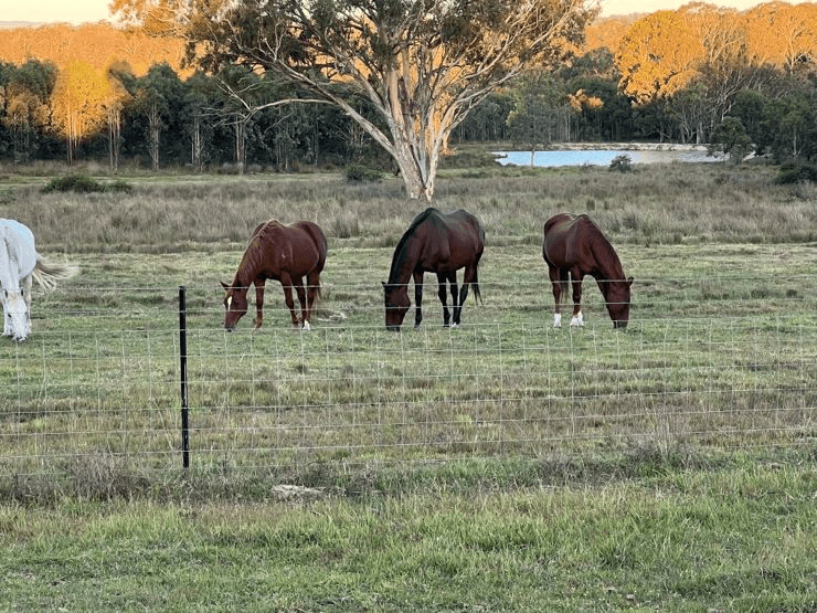 204 Wylie Creek Road, WYLIE CREEK, NSW 2372