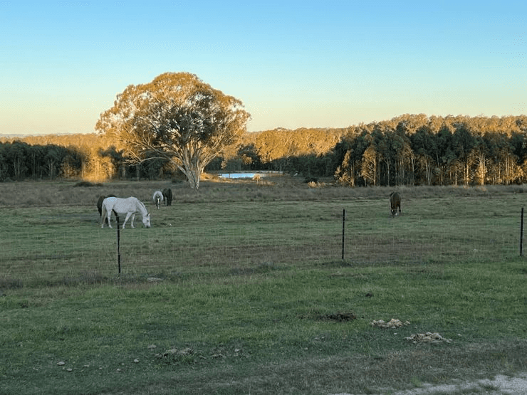 204 Wylie Creek Road, WYLIE CREEK, NSW 2372
