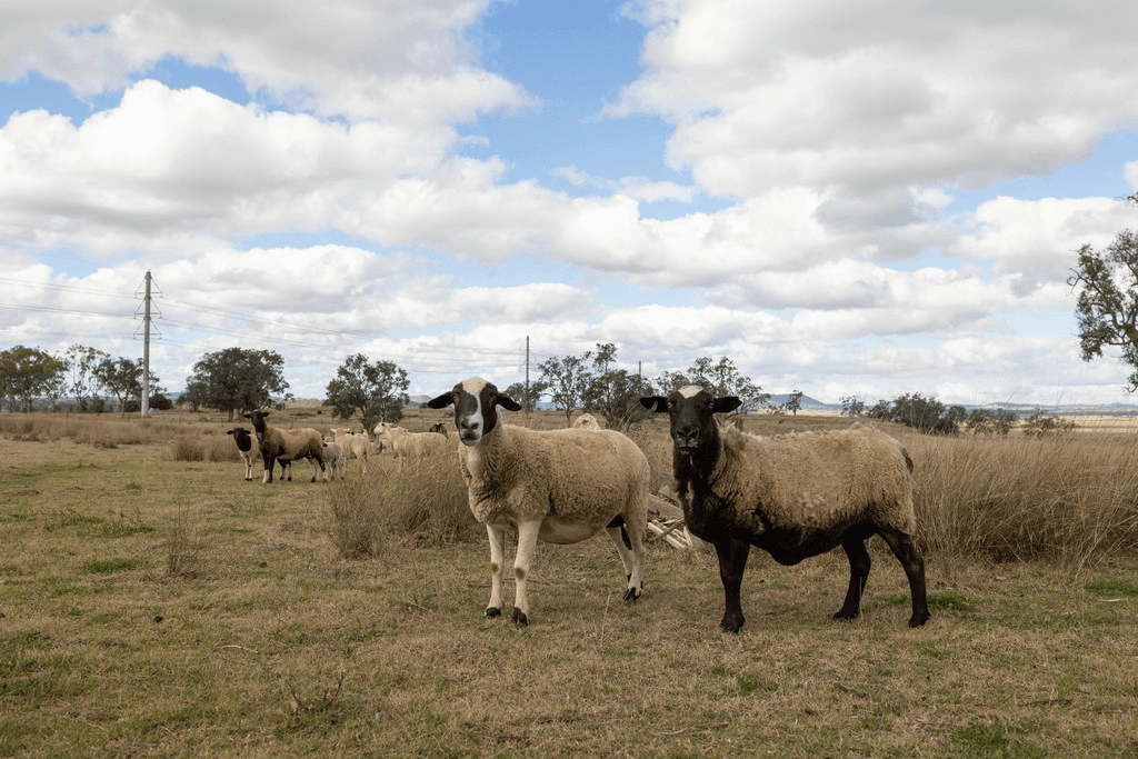 113 Oakey Crosshill Road, OAKEY, QLD 4401