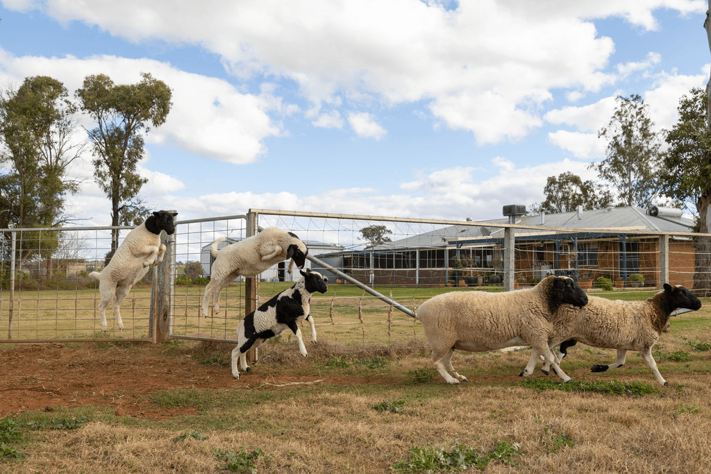 113 Oakey Crosshill Road, OAKEY, QLD 4401