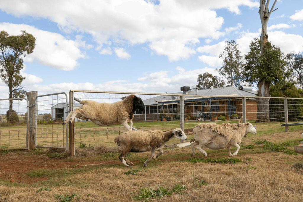 113 Oakey Crosshill Road, OAKEY, QLD 4401