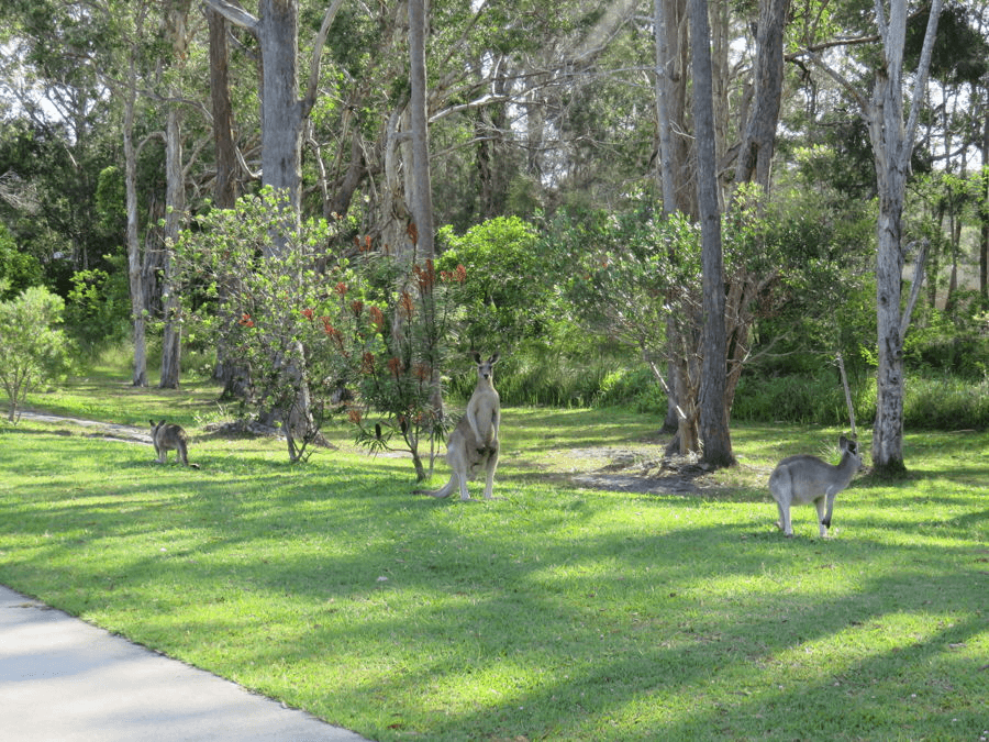 120 WATTLEGROVE TERRACE, VALLA BEACH, NSW 2448