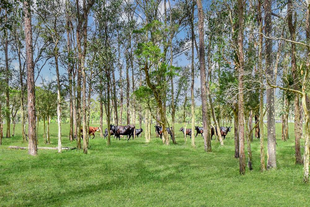 150 Listers Lane, Congewai, NSW 2325