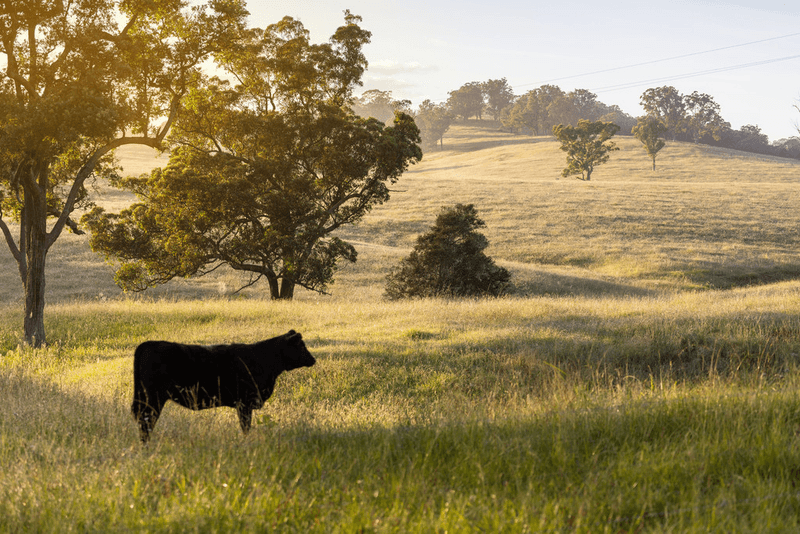 2732 The Bucketts Way, BELBORA, NSW 2422