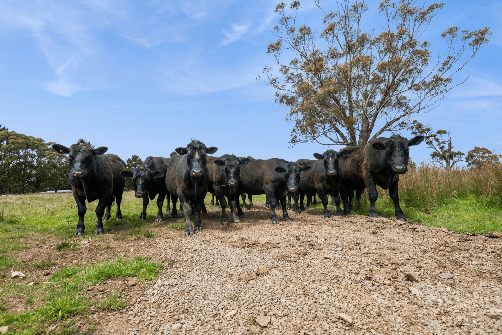 148 Daylesford Trentham Road, DAYLESFORD, VIC 3460