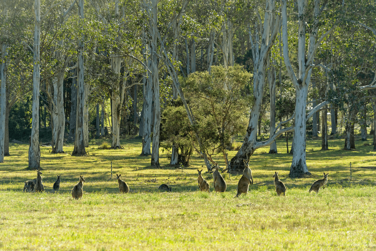 619 Mandalong Road, MANDALONG, NSW 2264