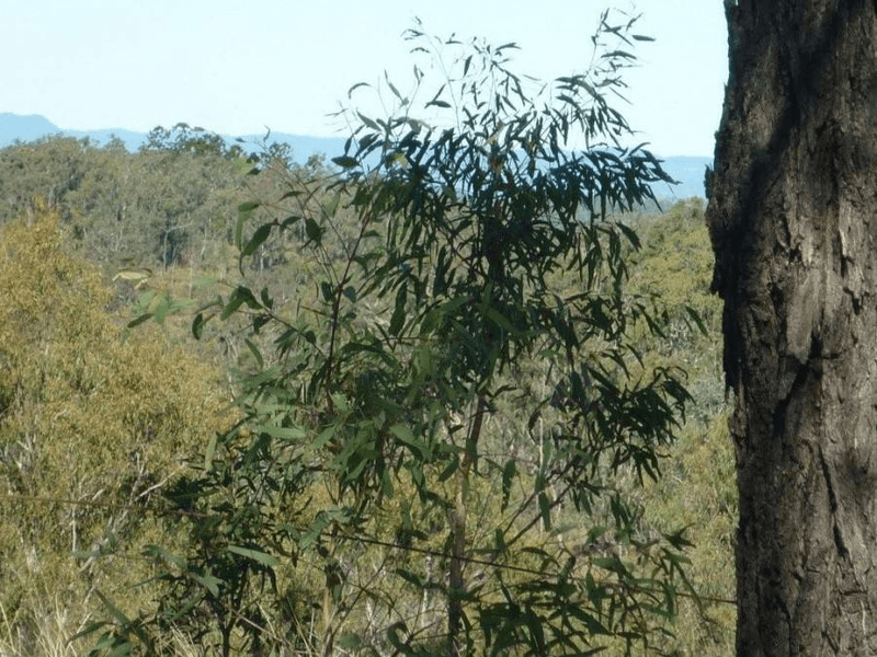 1033 Planted Creek Road, TANSEY, QLD 4601