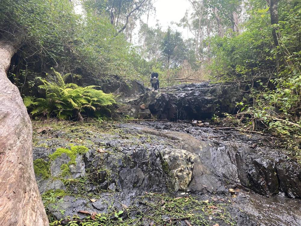 667 TOORUMBEE ROAD, MOPARRABAH, NSW 2440