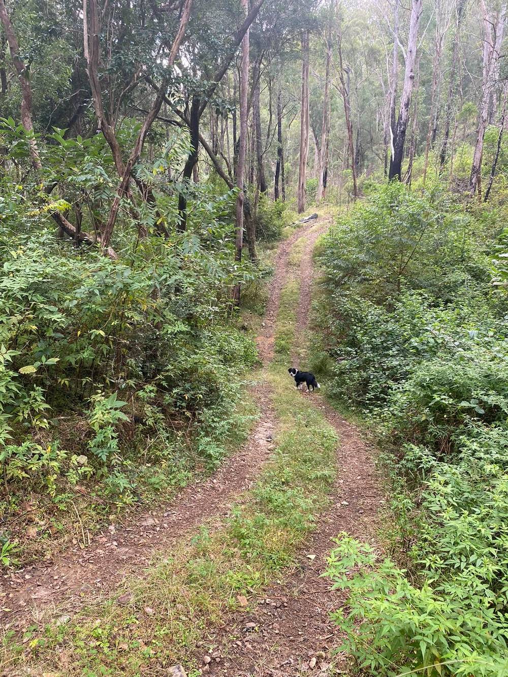 667 TOORUMBEE ROAD, MOPARRABAH, NSW 2440