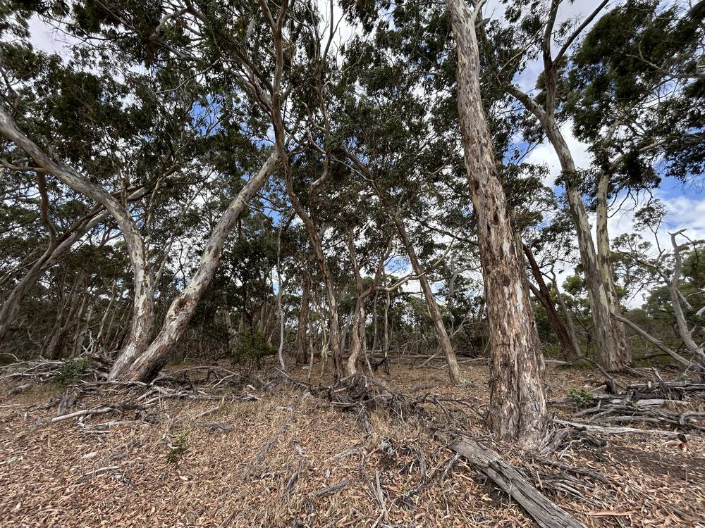 Section 292 Crower Road, Lucindale, SA 5272