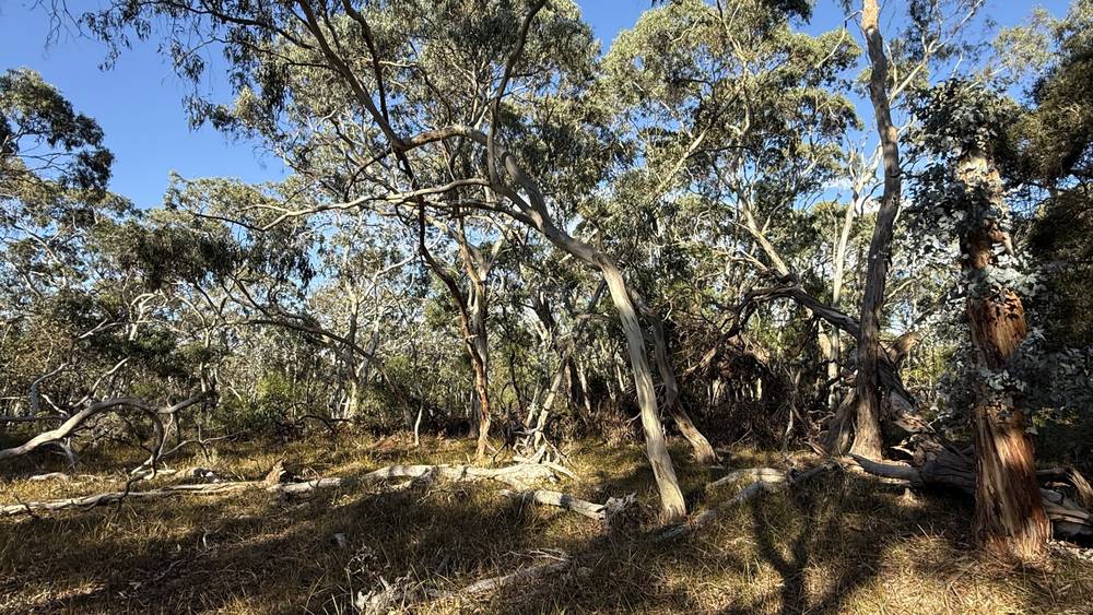 Section 292 Crower Road, Lucindale, SA 5272
