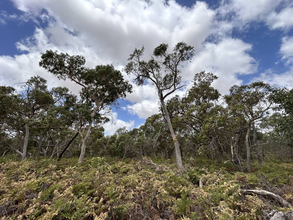 Section 292 Crower Road, Lucindale, SA 5272