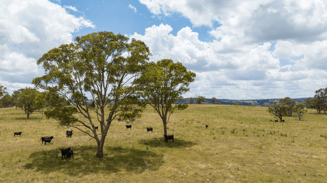 1590 Old Armidale Road, GUYRA, NSW 2365