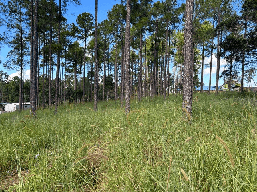 Lot 210 Arborthree Road, GLENWOOD, QLD 4570