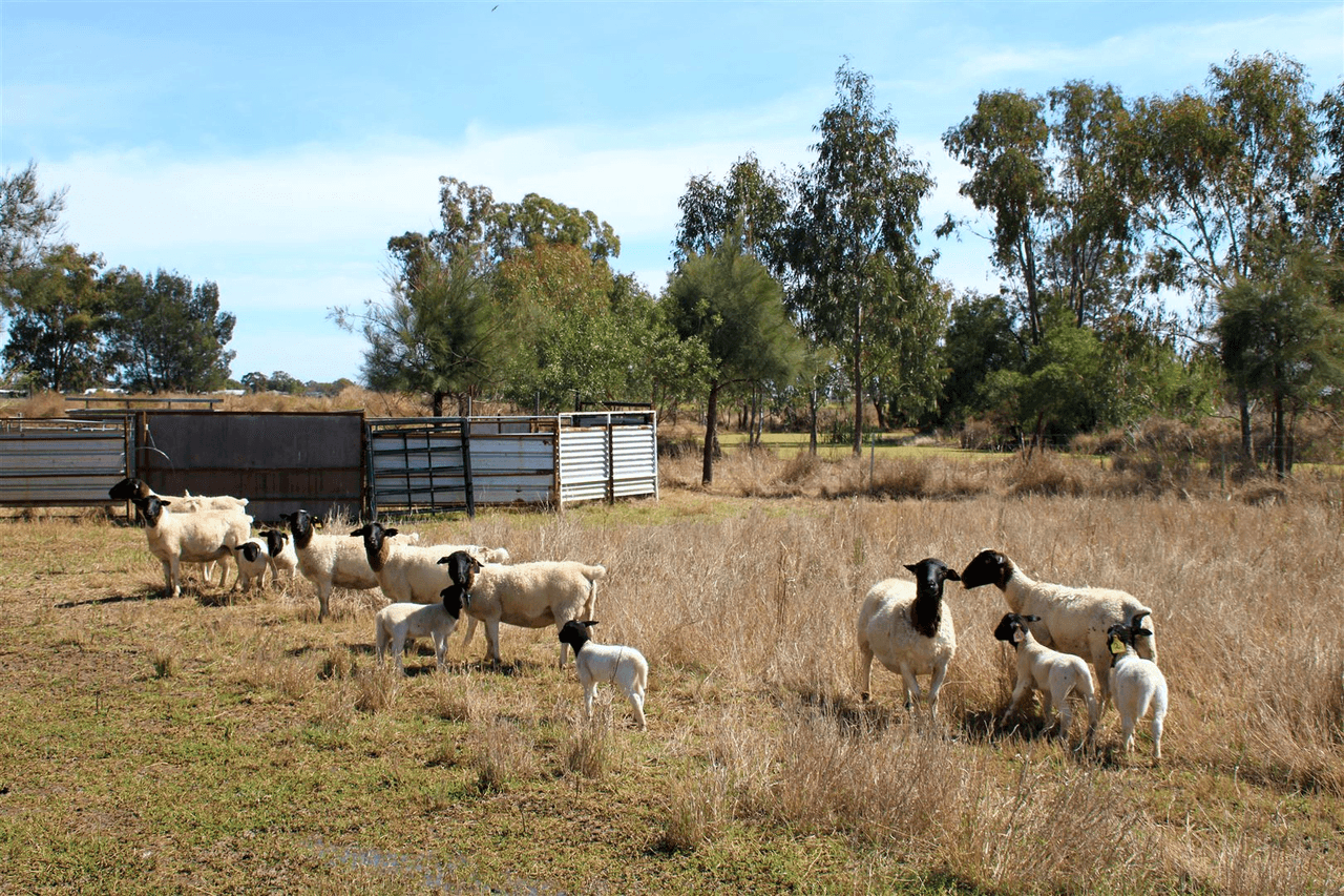 145 Old Gunnedah Road, NARRABRI, NSW 2390